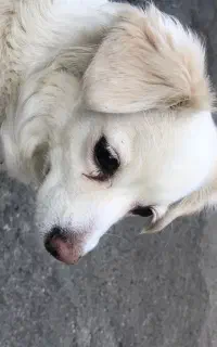 گمشده