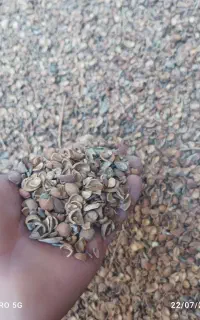 پوست بادام کوهی