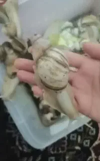 حلزون