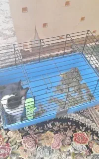 خرگوش همراه با قفس