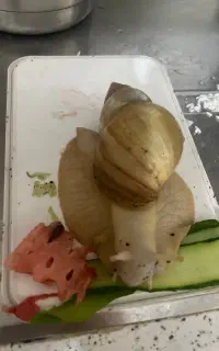 حلزون بزرگ آلبینو