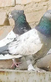 یک جفت کبوتر نروماده دهن جور خاص