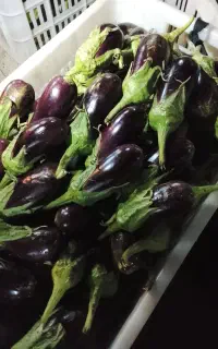 همه نوع بادمجون