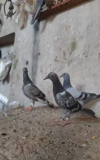 جوجه پلاکی
