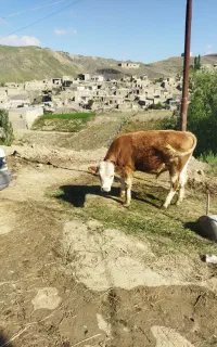 کاوه شیری گوساله نر