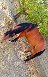 اسب