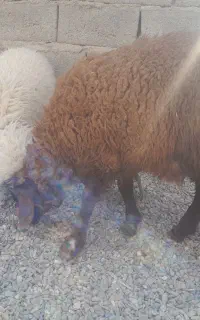 دوعدد گوسفند چاق
