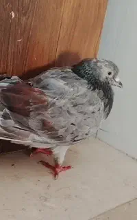 کفتر