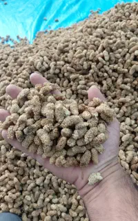 توت خشک رحمانی