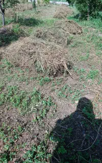 یونجه