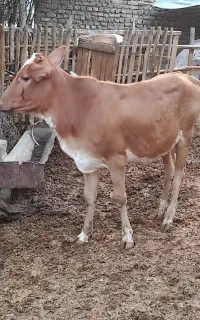 گوساله ماده