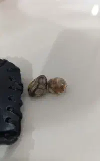 سنگ