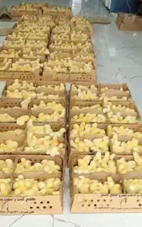 جوجه گوشتی درجه ۱ راس واپلاس