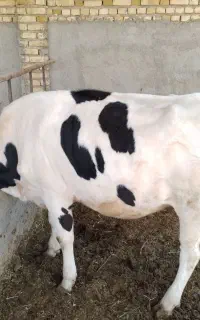 گوساله