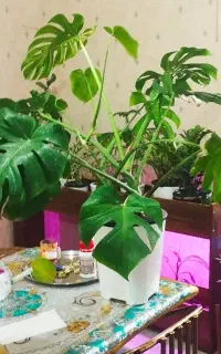 مانسترا هیدروپونیک برگ انجیری