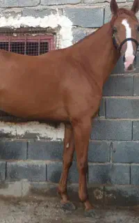 فروش دو راس اسب نر ساواش کره ای  مادیون سزار معینی