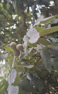 باغ اجارە میکنم یا نیمە کاری