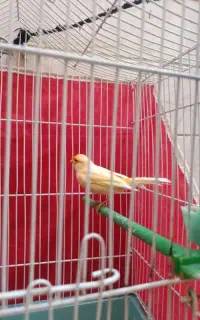 قناری قرص قرص بخون بشرط