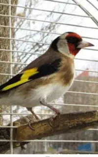 جوجه سهره خاکی نر