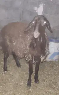 بره