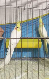 عروس هلندی معاوضه با لاری