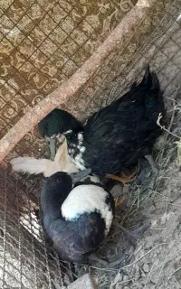 اردک ماده