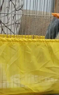 عروس هلندی گمشده