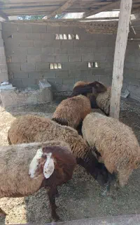 گوسفند