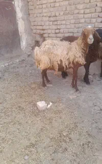 میش