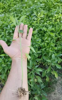 فروش انواع نشا فلفل قلمی ، تند ، شاخ بزی ضمانتی