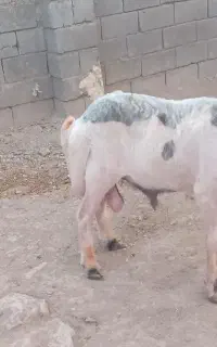 بره قوچ بختیاری اصیل ناب