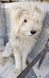 سگ‌‌ نر