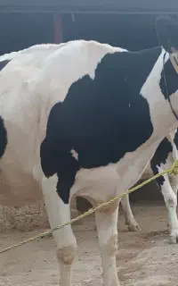 گاو گوساله