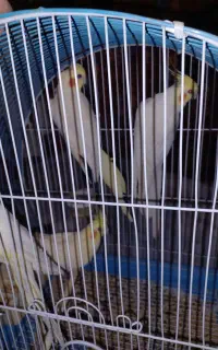 عروس هلنی مولد با دوعدد جوجه دوماهه