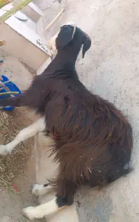 گوسفند بز