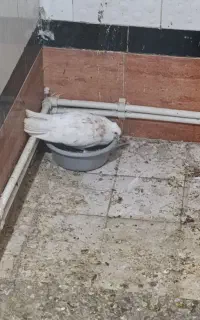 کفتر کبوتر جفت دم سفید