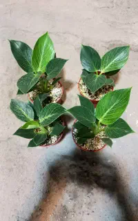 گل و گیاه آپارتمانی