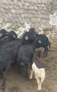 فروش قوچ قره قزل