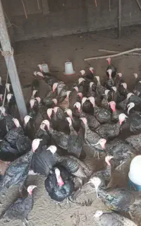بوقلمون‌برنز‌ سینه پهن اینگلیس‌