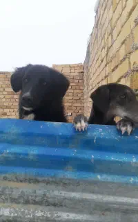سگ دورگه