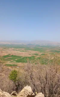 کاه گندم