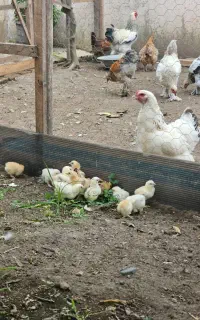 جوجه های برهما اصیل ۱۰ روزه