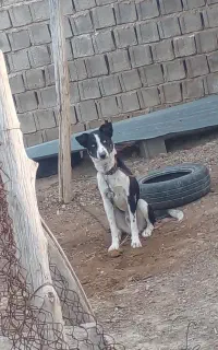 سگ هاسکی