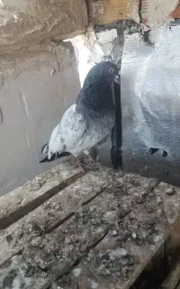 کبوتر نر