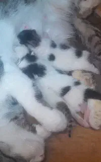 فروش گربه