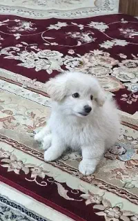 سگ اشپیتس خانگی نر فروشی