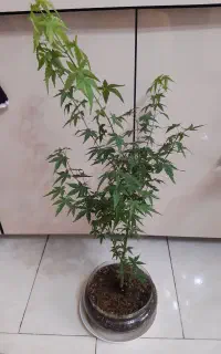 درختچه افرا