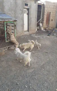 سگ دوعددپاکوتاه نروماده فیندوشناسنامه دار