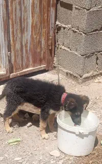 سگ سگ
