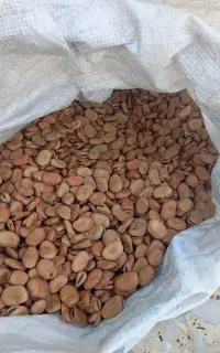 باقلا درجه یک موجود